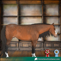 Horse Color:Bay Appaloosa 