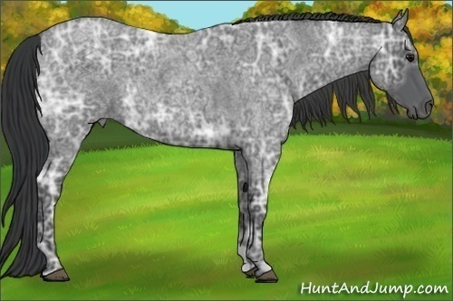 Horse Color:Blue Ice Roan