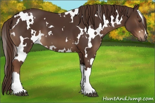 Horse Color:White Spotted Liver Chestnut 
