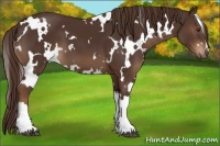 Horse Color:White Spotted Liver Chestnut 