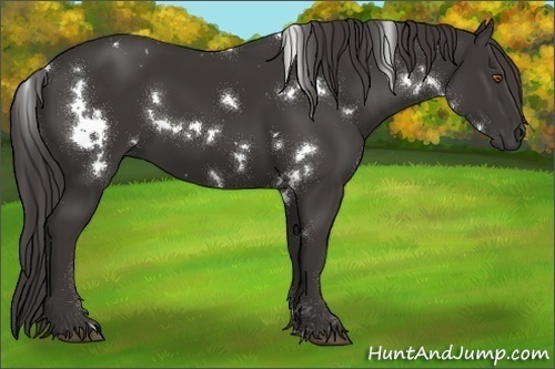Horse Color:White Spotted Smoky Black