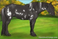 Horse Color:White Spotted Smoky Black 