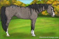 Horse Color:Grullo Sabino 