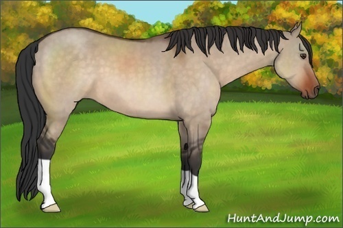 Horse Color:Brown Dun 