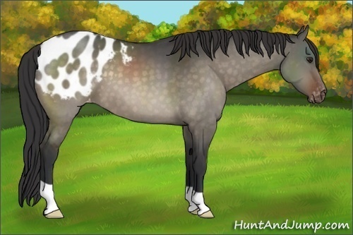 Horse Color:Brown Dun Appaloosa 