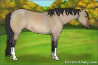 Horse Color:Brown Dun Brindle 