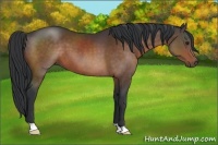 Horse Color:Brown 