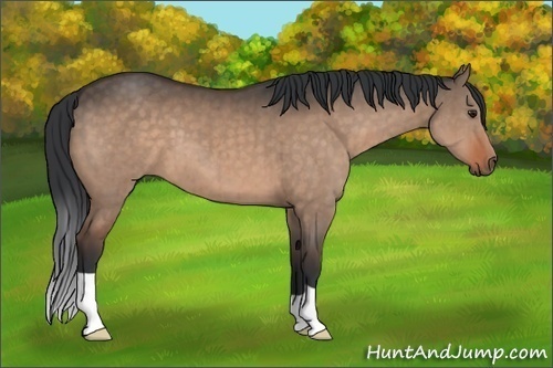 Horse Color:Brown Dun Brindle 