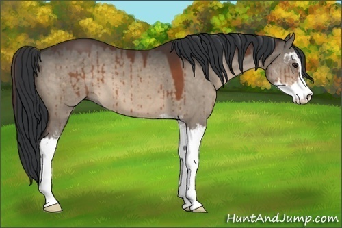 Horse Color:Brown Dun Sabino