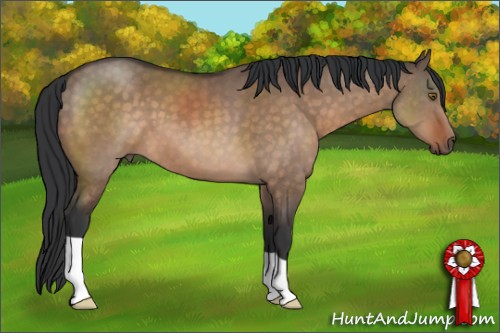 Horse Color:Brown Dun 