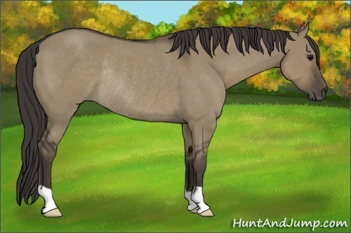 Horse Color:Smoky Grullo Rabicano 