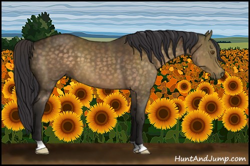 Horse Color:Buckskin