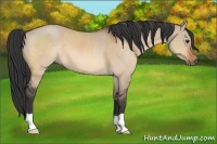 Horse Color:Bay Dun