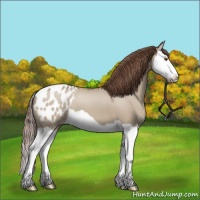 Horse Color:Classic Champagne Dun Splash Appaloosa 
