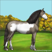 Horse Color:Smoky Grullo Frame Rabicano
