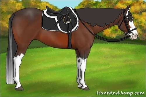Horse Color:Bay Splash 