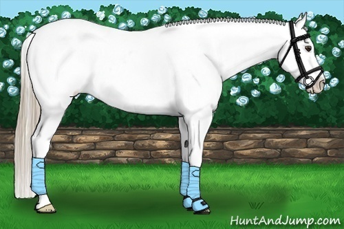 Horse Color:Chestnut Varnish