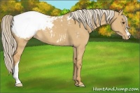 Horse Color:Palomino Dun Appaloosa 