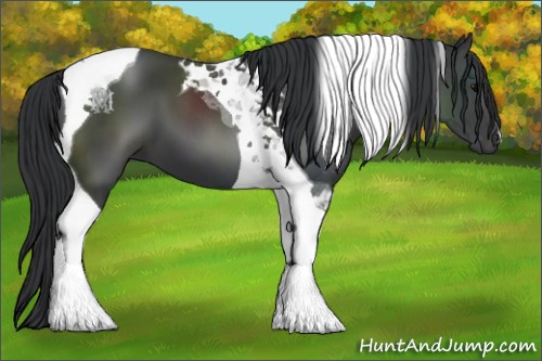 Horse Color:Black Tobiano 