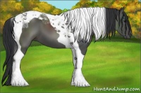 Horse Color:Black Tobiano 