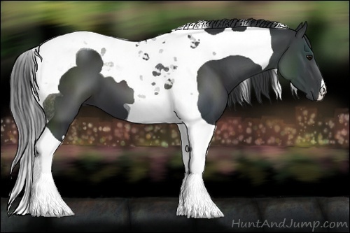 Horse Color:Black Tobiano 