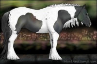 Horse Color:Black Tobiano