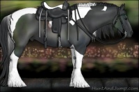 Horse Color:Black Tobiano 