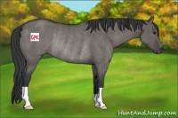 Horse Color:Grullo Rabicano 