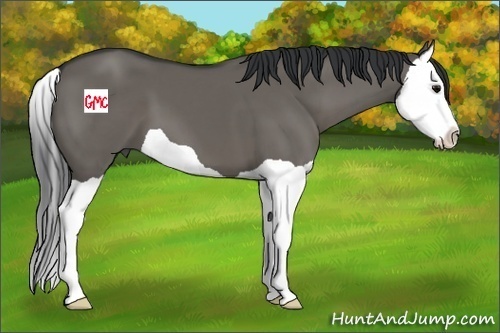 Horse Color:Grullo Splash 