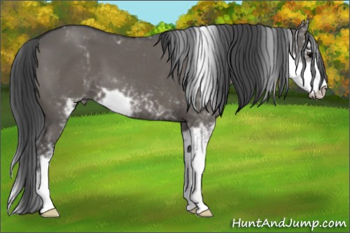 Horse Color:Grullo Sabino 