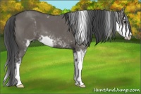 Horse Color:Grullo Sabino