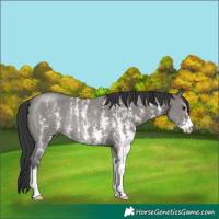 Horse Color:Grullo Sabino Rabicano