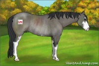 Horse Color:Grullo Sabino Rabicano 