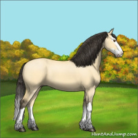 Horse Color:Buckskin Dun Sabino Splash