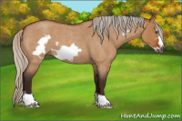 Horse Color:Gray Silver Bay Roan Dun Frame 