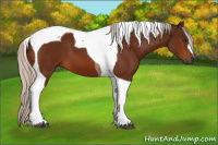 Horse Color:Gray Silver Bay Tobiano 