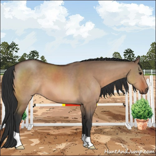 Horse Color:Bay Dun 