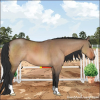 Horse Color:Bay Dun
