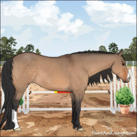 Horse Color:Bay Dun 