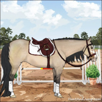 Horse Color:Brown Dun Sabino 