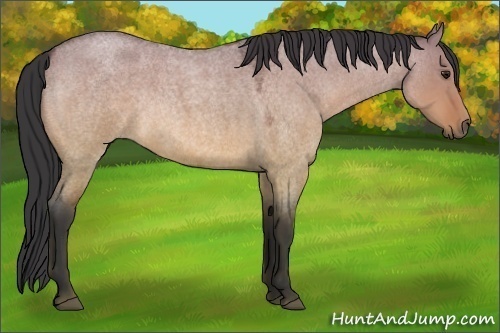 Horse Color:Bay Roan Dun Rabicano 