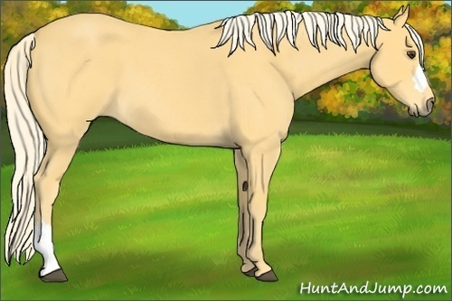 Horse Color:Palomino Roan 