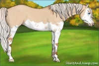 Horse Color:Silver Bay Dun Sabino Splash 