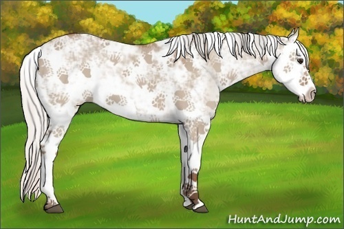 Horse Color:Silver Bay Dun Sabino Splash 