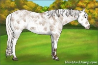 Horse Color:Silver Bay Dun Sabino Splash 