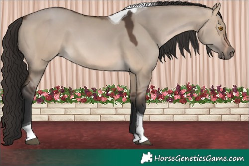 Horse Color:Brown Dun Tobiano 