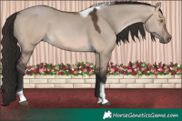 Horse Color:Brown Dun Tobiano