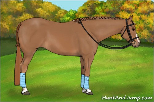 Horse Color:Chestnut Sabino 