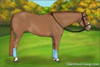 Horse Color:Chestnut Sabino