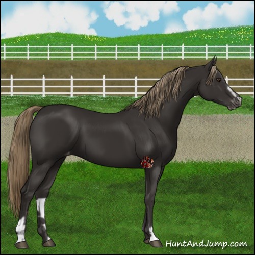 Horse Color:Liver Chestnut Sabino Varnish